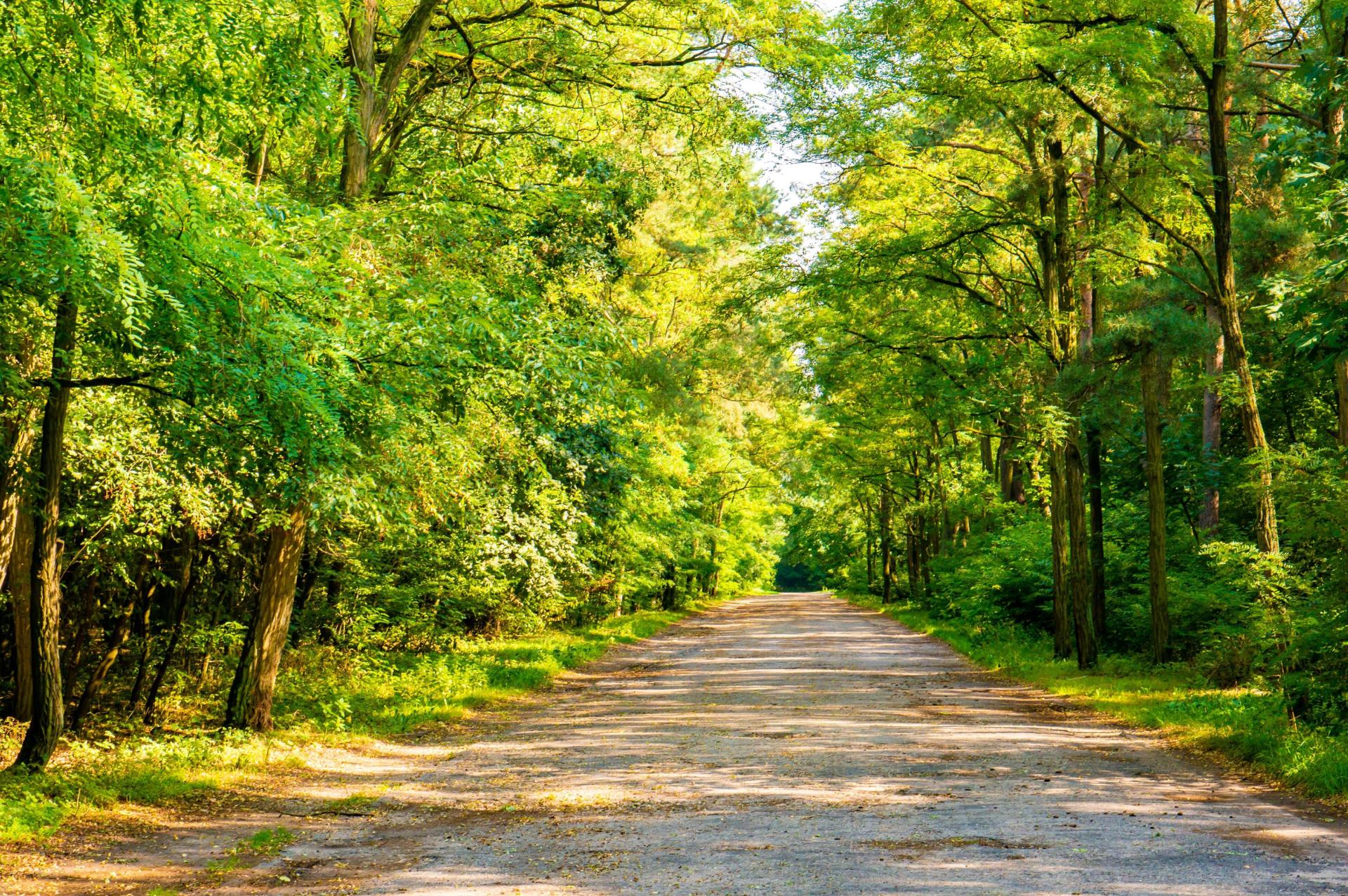 Sunny road forest surrounded by green trees summer min2